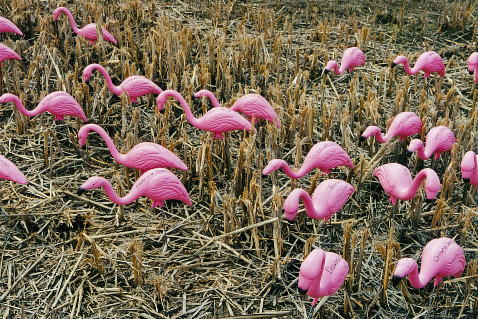 plastic pink flamingos on a lawn